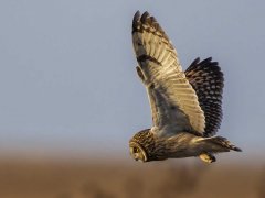 Gordon Mills-Short Eared Owl-WINNER.jpg